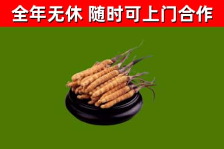 盘山回收散虫草